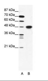 ENO1 / Alpha Enolase Antibody - A: Marker, B: Jurkat Cell Lysate.  This image was taken for the unconjugated form of this product. Other forms have not been tested.