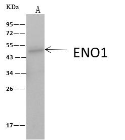 ENO1 / Alpha Enolase Antibody - COX17 was immunoprecipitated using: Lane A: 0.5 mg HepG2 Whole Cell Lysate. 1 uL anti-COX17 rabbit polyclonal antibody and 60 ug of Immunomagnetic beads Protein A/G. Primary antibody: Anti-COX17 rabbit polyclonal antibody, at 1:500 dilution. Secondary antibody: Goat Anti-Rabbit IgG (H+L)/HRP at 1/10000 dilution. Developed using the ECL technique. Performed under reducing conditions. Predicted band size: 7 kDa. Observed band size: 10 kDa.