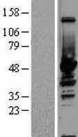 ENO1 / Alpha Enolase Protein - Western validation with an anti-DDK antibody * L: Control HEK293 lysate R: Over-expression lysate