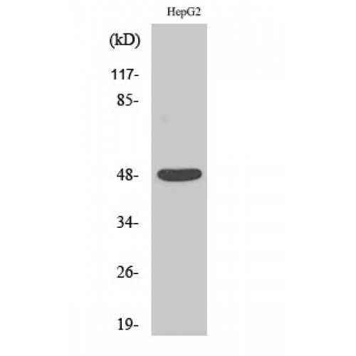 ENO2 / NSE Antibody - Western blot of Enolase antibody