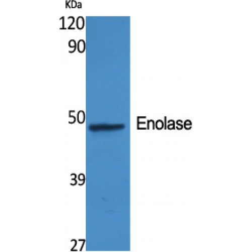 ENO2 / NSE Antibody - Western blot of Enolase antibody