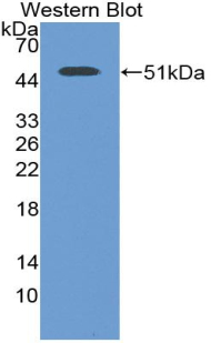 ENO2 / NSE Antibody - Western blot of recombinant ENO2 / NSE.