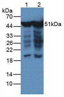 ENO2 / NSE Antibody - Western Blot; Saple. Lane1: Human Hela Cells; Lane2: Human Hepg2 Cells;