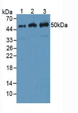 ENO2 / NSE Antibody - Western Blot; Sample. Lane1: Mouse Muscle Tissue; Lane2: Human Mcf7 Cells; Lane3: Human A549 Cells.