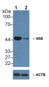 ENO2 / NSE Antibody - Knockout Varification: Lane 1: Wild-type HepG2 cell lysate; Lane 2: NSE knockout HepG2 cell lysate; Predicted MW: 43,48kDa ; Observed MW: 50kDa; Primary Ab: 2µg/ml Rabbit Anti-Human NSE Antibody; Second Ab: 0.2µg/mL HRP-Linked Caprine Anti-Rabbit IgG Polyclonal Antibody;