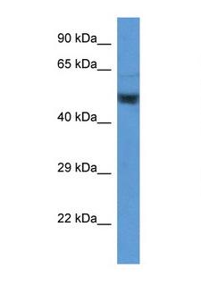ENO2 / NSE Antibody - ENO2 / NSE antibody Western blot of Placenta lysate. Antibody concentration 1 ug/ml.  This image was taken for the unconjugated form of this product. Other forms have not been tested.