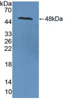 ENO2 / NSE Antibody