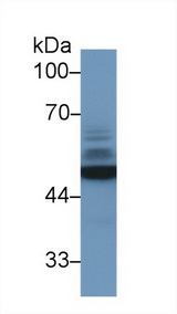 ENO2 / NSE Antibody - Western Blot; Sample: Human 293T cell lysate; Primary Ab: 1µg/ml Rabbit Anti-Mouse NSE Antibody Second Ab: 0.2µg/mL HRP-Linked Caprine Anti-Rabbit IgG Polyclonal Antibody (Catalog: SAA544Rb19