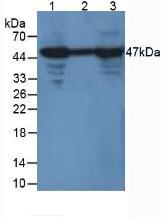 ENO2 / NSE Antibody - Western Blot; Sample. Lane1: Mouse Muscle Tissue; Lane2: Mouse Heart Tissue; Lane3: Mouse Brain Tissue.