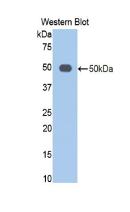 ENO2 / NSE Antibody - Western blot of recombinant ENO2 / NSE.  This image was taken for the unconjugated form of this product. Other forms have not been tested.