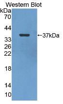 ENO2 / NSE Antibody - WesternBlot;Sample:RecombinantNSE,Mouse.