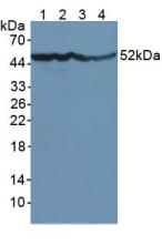 ENO2 / NSE Antibody