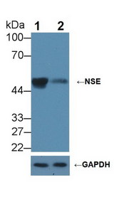 ENO2 / NSE Antibody - Knockout Varification: Lane 1: Wild-type HepG2 cell lysate; Lane 2: NSE knockout HepG2 cell lysate; Predicted MW: 47kDa Observed MW: 50kDa Primary Ab: 2µg/ml Rabbit Anti-Mouse NSE Antibody Second Ab: 0.2µg/mL HRP-Linked Caprine Anti-Rabbit IgG Polyclonal Antibody