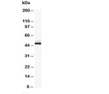 ENO2 / NSE Antibody - Western blot testing of NSE antibody and rat brain tissue lysate. Predicted molecular weight: ~47 kDa.
