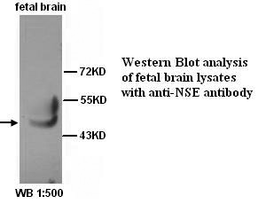 ENO2 / NSE Antibody