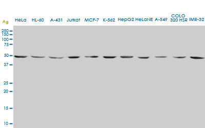 ENO2 / NSE Antibody - ENO2 monoclonal antibody (M01), clone 1A3. Western Blot analysis of ENO2 expression in HeLa.
