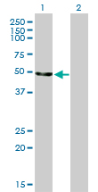 ENO2 / NSE Antibody - Western Blot analysis of ENO2 expression in transfected 293T cell line by ENO2 monoclonal antibody (M01), clone 1A3.Lane 1: ENO2 transfected lysate(47.3 KDa).Lane 2: Non-transfected lysate.