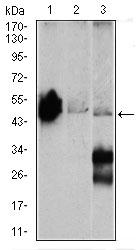 ENO2 / NSE Antibody - Western blot using ENO2 mouse monoclonal antibody against Mouse brain (1), NIH3T3 (2), and C6 (3) cell lysate.