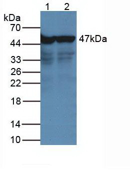 ENO2 / NSE Antibody - Western Blot Lane1: Human Hepg2 Cells Lane2: Human Hela Cells Primary Ab: 2µg/mL Rabbit Anti-Human NSE Ab Second Ab: 1:5000 Dilution of HRP-Linked Rabbit Anti-Mouse IgG Ab