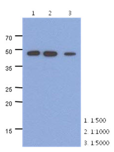 ENO2 / NSE Antibody - Western Blot: The extracts of mouse brain (40 ug) were resolved by SDS-PAGE, transferred to PVDF membrane and probed with anti-human NSE antibody (1:500 ~ 1:5000). Proteins were visualized using a goat anti-mouse secondary antibody conjugated to HRP and an ECL detection system.