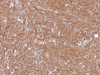 ENO2 / NSE Antibody - IHC testing of FFPE human cerebellum with NSE antibody (clone ENO2/1375). Required HIER: boil sections in 10mM citrate buffer, pH6, for 10-20 min.