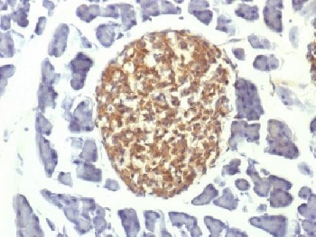 ENO2 / NSE Antibody - IHC testing of FFPE mouse pancreas with NSE antibody (clone ENO2/1375). Required HIER: boil sections in 10mM citrate buffer, pH6, for 10-20 min.