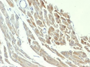 ENO2 / NSE Antibody - IHC testing of FFPE rat heart with NSE antibody (clone ENO2/1375). Required HIER: boil sections in 10mM citrate buffer, pH6, for 10-20 min.