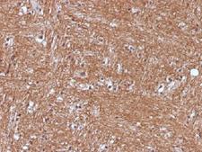 ENO2 / NSE Antibody - IHC testing of FFPE human cerebellum with NSE antibody (clone ENO2/1375). Required HIER: boil sections in 10mM citrate buffer, pH6, for 10-20 min.