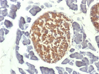 ENO2 / NSE Antibody - IHC testing of FFPE mouse pancreas with NSE antibody (clone ENO2/1462). Required HIER: boil sections in 10mM citrate buffer, pH6, for 10-20 min.