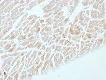 ENO2 / NSE Antibody - IHC testing of FFPE rat heart with NSE antibody (clone ENO2/1462). Required HIER: boil sections in 10mM citrate buffer, pH6, for 10-20 min.