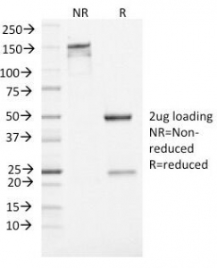 ENO2 / NSE Antibody - SDS-PAGE Analysis of Purified, BSA-Free Neuron Specific Enolase Antibody (clone ENO2/1462). Confirmation of Integrity and Purity of the Antibody.