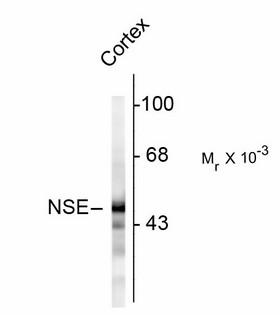 ENO2 / NSE Antibody - Western Blot of ENO2 antibody. Western blot of rat cortex homogenate showing specific immunolabeling of ~ 47k NSE protein
