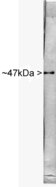 ENO2 / NSE Antibody - Blot of rat spinal cord probed with rabbit antibody to NSE. The antibody stains a single sharp band corresponding to NSE at about 47kDa.