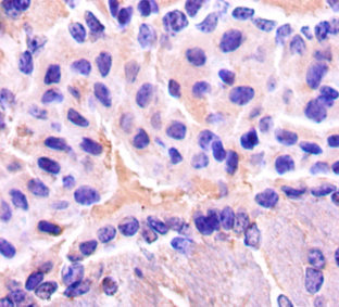 ENO2 / NSE Antibody - Immunohistochemistry of paraffin-embedded Mouse brain tissue using ENO2 Antibody at dilution of 1:50