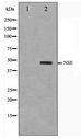ENO2 / NSE Antibody - Western blot of HepG2 cell lysate using NSE Antibody