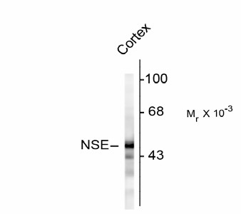 ENO2 / NSE Antibody - Western blot of rat cortex homogenate showing specific immunolabeling of the ~47k NSE protein.