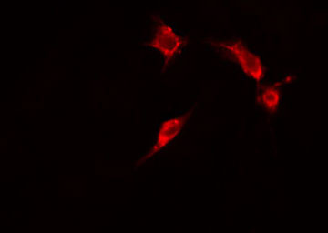 ENO2 / NSE Antibody - Staining HepG2 cells by IF/ICC. The samples were fixed with PFA and permeabilized in 0.1% Triton X-100, then blocked in 10% serum for 45 min at 25°C. The primary antibody was diluted at 1:200 and incubated with the sample for 1 hour at 37°C. An Alexa Fluor 594 conjugated goat anti-rabbit IgG (H+L) antibody, diluted at 1/600, was used as secondary antibody.