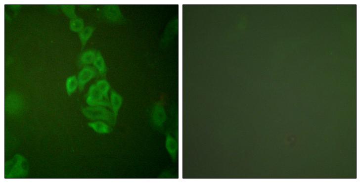 ENO2 / NSE Antibody - Peptide - + Immunofluorescence analysis of A549 cells, using NSE antibody.
