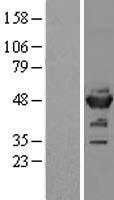 ENO2 / NSE Protein - Western validation with an anti-DDK antibody * L: Control HEK293 lysate R: Over-expression lysate
