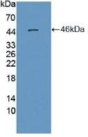 ENO3 / Enolase 3 Antibody - Western Blot; Sample: Recombinant MSE, Human.