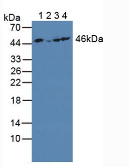 ENO3 / Enolase 3 Antibody - Western Blot; Sample: Lane1: Porcine Skeletal Muscle Tissue; Lane2: Human Hela Cells; Lane3: Porcine Heart Tissue; Lane4: Human HepG2 Cells.