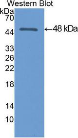 ENO3 / Enolase 3 Antibody