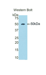 ENO3 / Enolase 3 Antibody - Western blot of recombinant ENO3 / Enolase 3.  This image was taken for the unconjugated form of this product. Other forms have not been tested.
