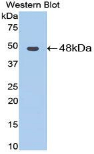 ENO3 / Enolase 3 Antibody - Western blot of recombinant ENO3 / Enolase 3.  This image was taken for the unconjugated form of this product. Other forms have not been tested.