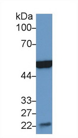 ENO3 / Enolase 3 Antibody - Western Blot; Sample: Mouse Heart lysate; Primary Ab: 2µg/ml Rabbit Anti-Mouse MSE Antibody Second Ab: 0.2µg/mL HRP-Linked Caprine Anti-Rabbit IgG Polyclonal Antibody