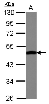 ENO3 / Enolase 3 Antibody - Sample (30 ug of whole cell lysate) A: HepG2 10% SDS PAGE ENO3 antibody diluted at 1:10000