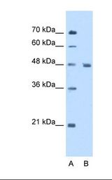 ENO3 / Enolase 3 Antibody - Lane A: Marker. Lane B: HepG2 cell lysate. Antibody concentration: 5.0 ug/ml. Gel concentration: 12%.  This image was taken for the unconjugated form of this product. Other forms have not been tested.