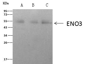 ENO3 / Enolase 3 Antibody - ENO3 was immunoprecipitated using: Lane A: 0.5 mg HepG2 Whole Cell Lysate. Lane B: 0.5 mg NIH-3T3 Whole Cell Lysate. Lane C:0.5 mg RAW246.7 Whole Cell Lysate. 4 uL anti-ENO3 rabbit polyclonal antibody and 60 ug of Immunomagnetic beads Protein A/G. Primary antibody: Anti-ENO3 rabbit polyclonal antibody, at 1:100 dilution. Secondary antibody: Clean-Blot IP Detection Reagent (HRP) at 1:1000 dilution. Developed using the ECL technique. Performed under reducing conditions. Predicted band size: 50 kDa. Observed band size: 54 kDa.