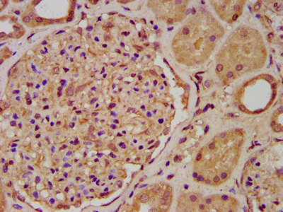 ENOSF1 Antibody - Immunohistochemistry image at a dilution of 1:200 and staining in paraffin-embedded human kidney tissue performed on a Leica BondTM system. After dewaxing and hydration, antigen retrieval was mediated by high pressure in a citrate buffer (pH 6.0) . Section was blocked with 10% normal goat serum 30min at RT. Then primary antibody (1% BSA) was incubated at 4 °C overnight. The primary is detected by a biotinylated secondary antibody and visualized using an HRP conjugated SP system.