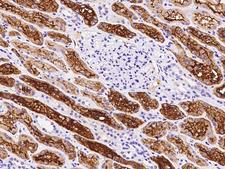 ENOSF1 Antibody - Immunochemical staining of human ENOSF1 in human kidney with rabbit polyclonal antibody at 1:300 dilution, formalin-fixed paraffin embedded sections.
